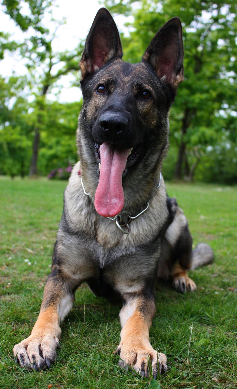 Schæferhund Chaquin Gaya billede 11