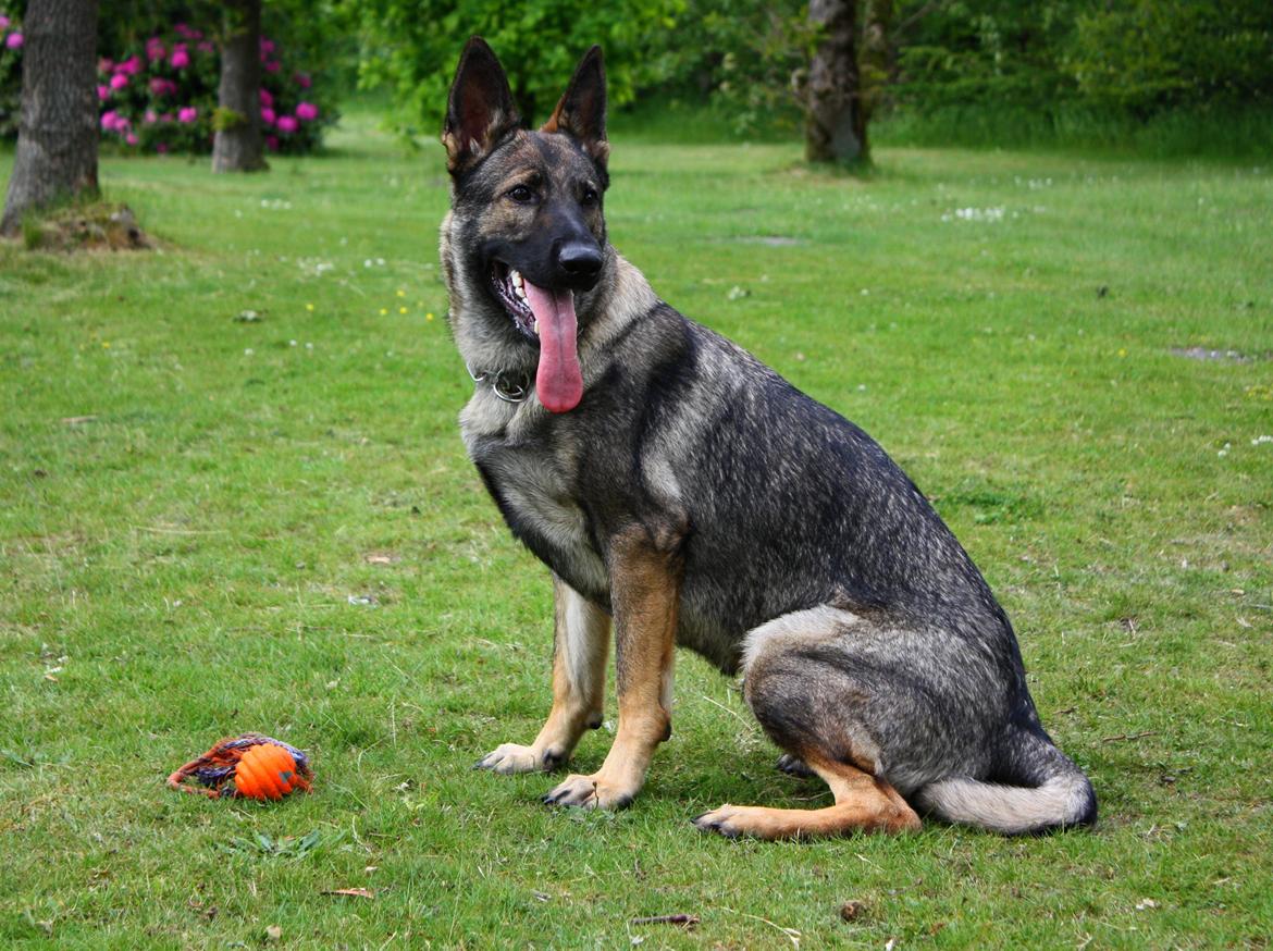 Schæferhund Chaquin Gaya billede 12