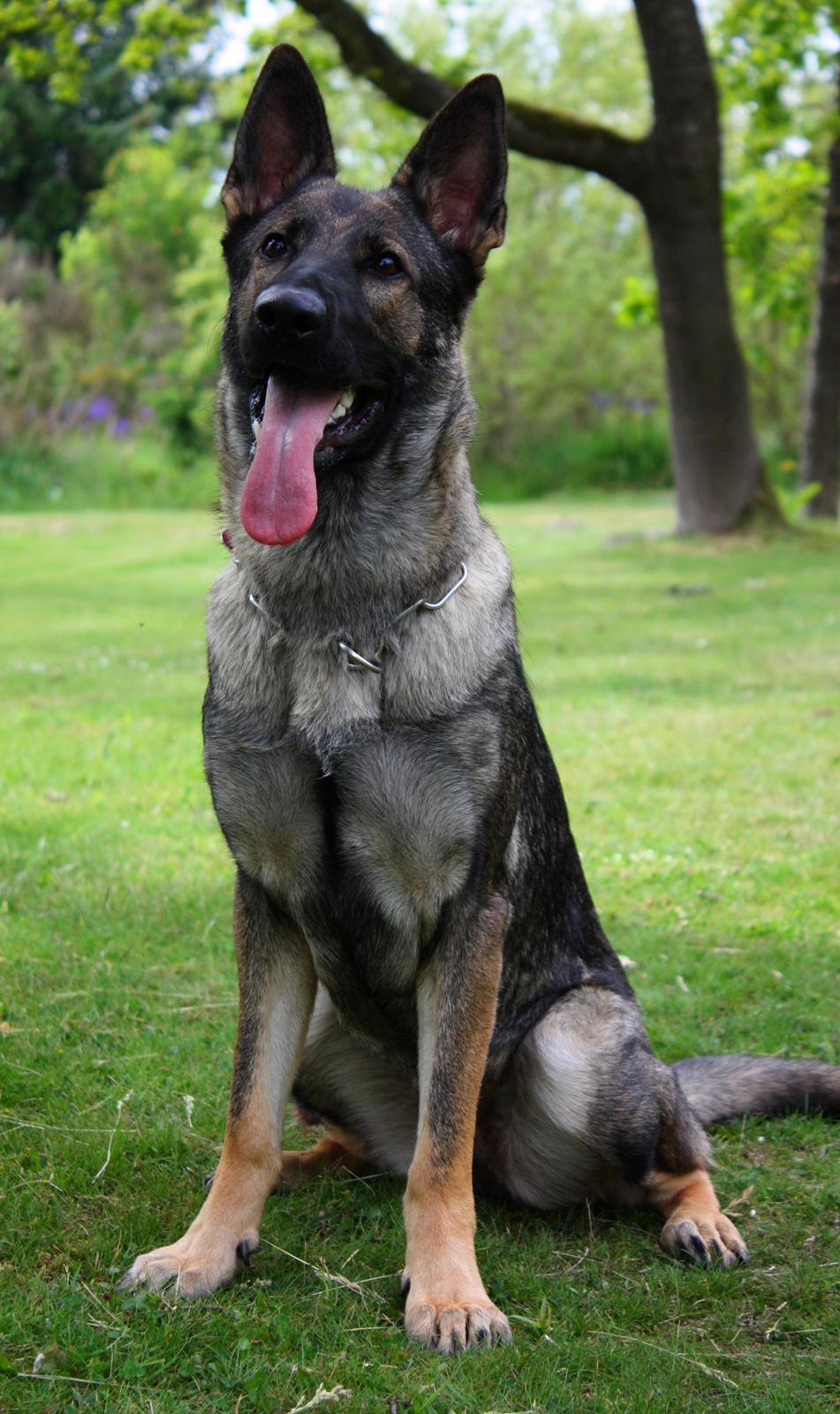 Schæferhund Chaquin Gaya billede 13