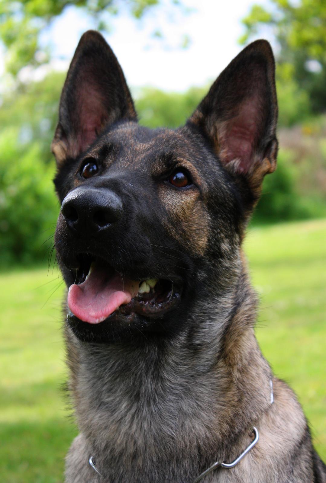 Schæferhund Chaquin Gaya billede 14