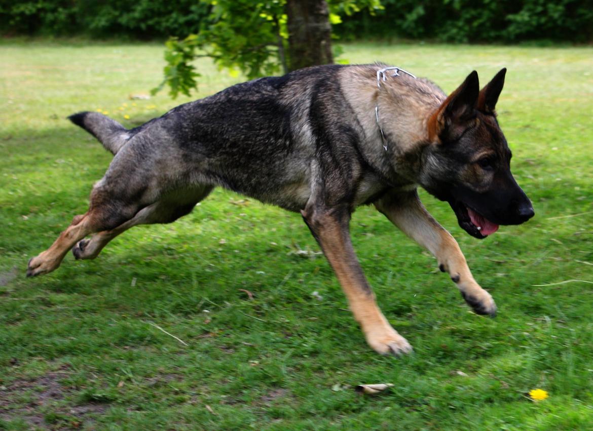 Schæferhund Chaquin Gaya billede 15