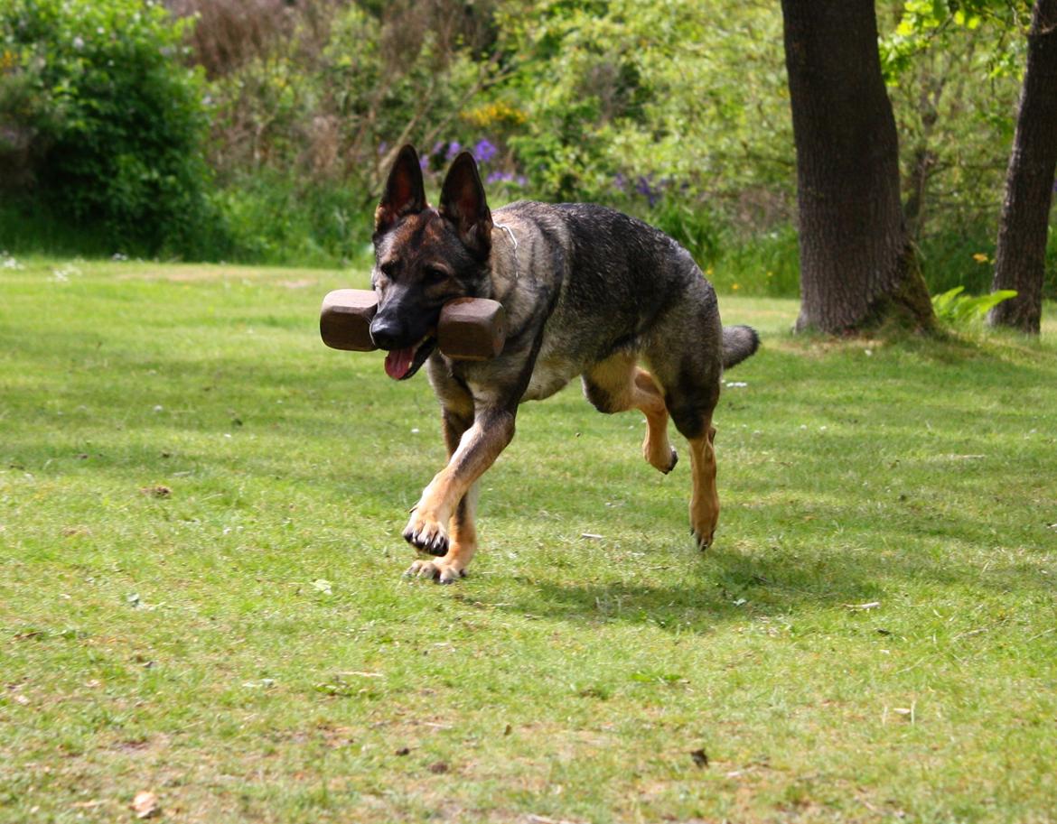 Schæferhund Chaquin Gaya billede 16