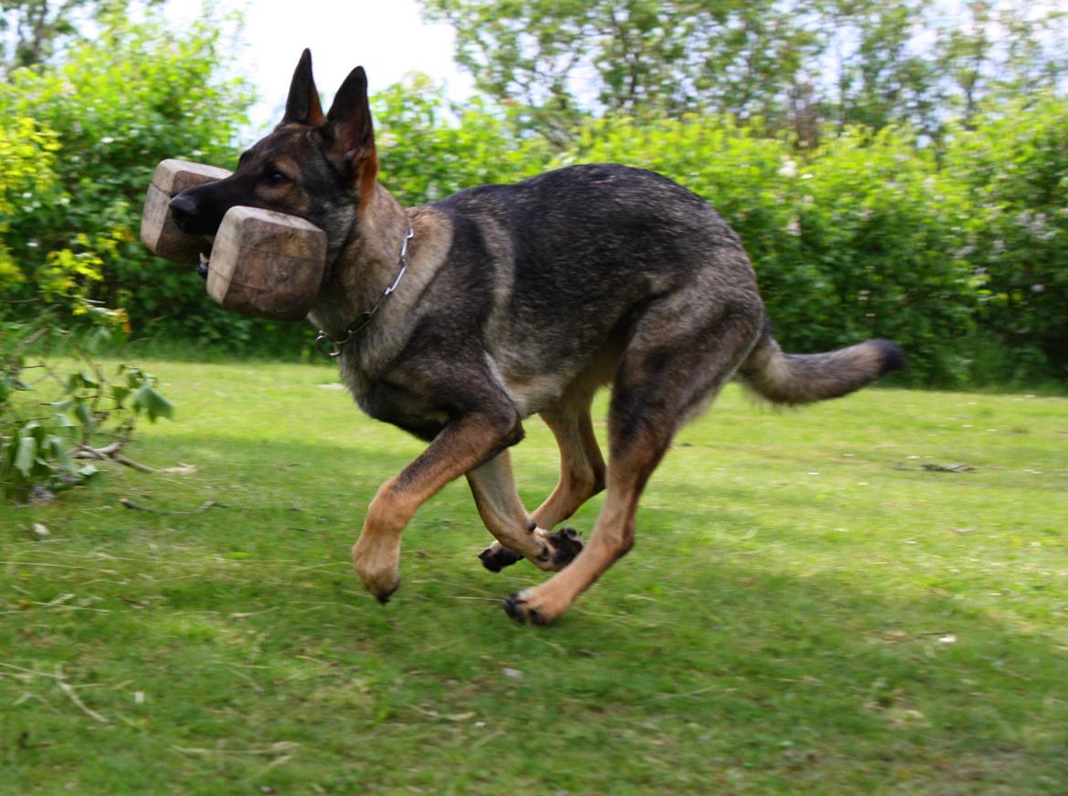 Schæferhund Chaquin Gaya billede 17