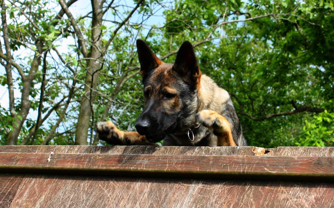 Schæferhund Chaquin Gaya billede 18