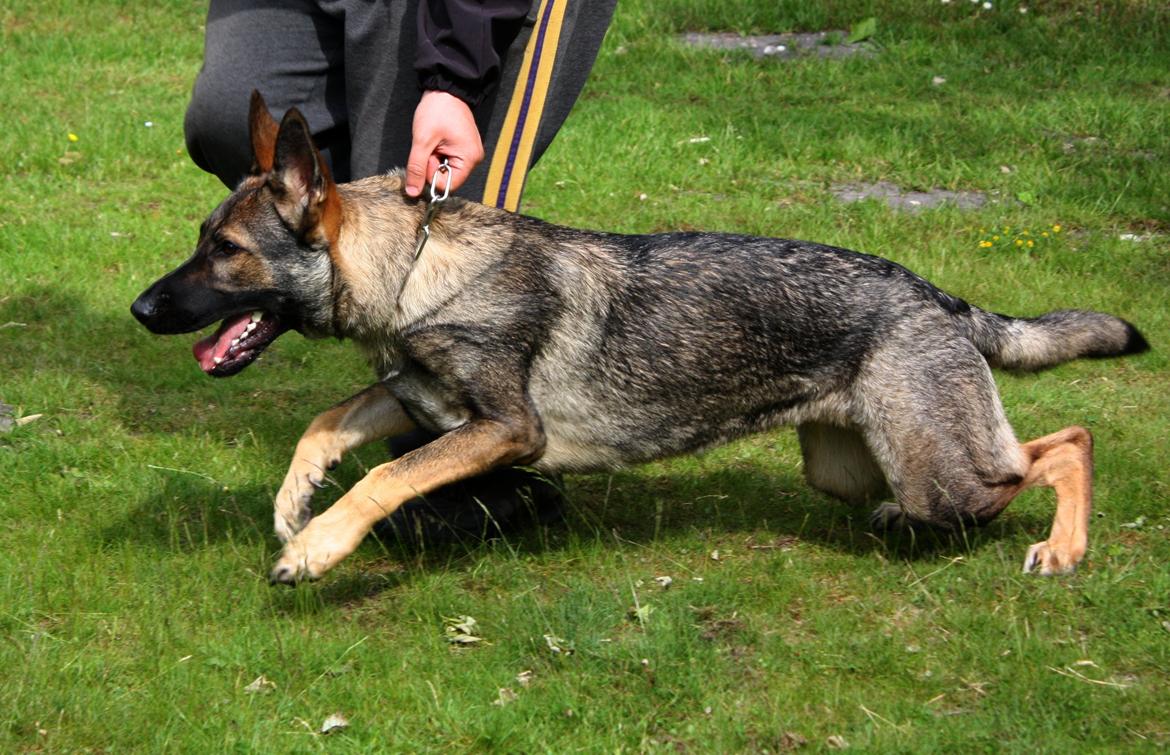 Schæferhund Chaquin Gaya billede 19