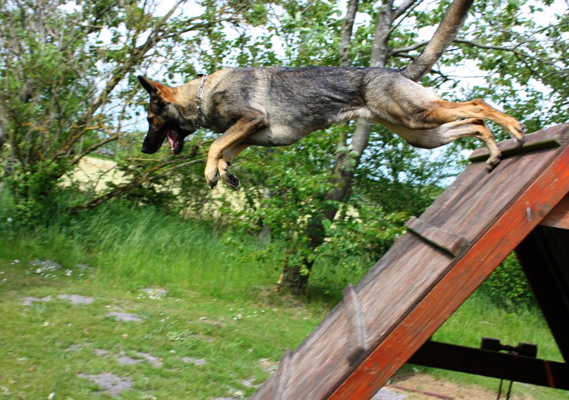 Schæferhund Chaquin Gaya billede 20