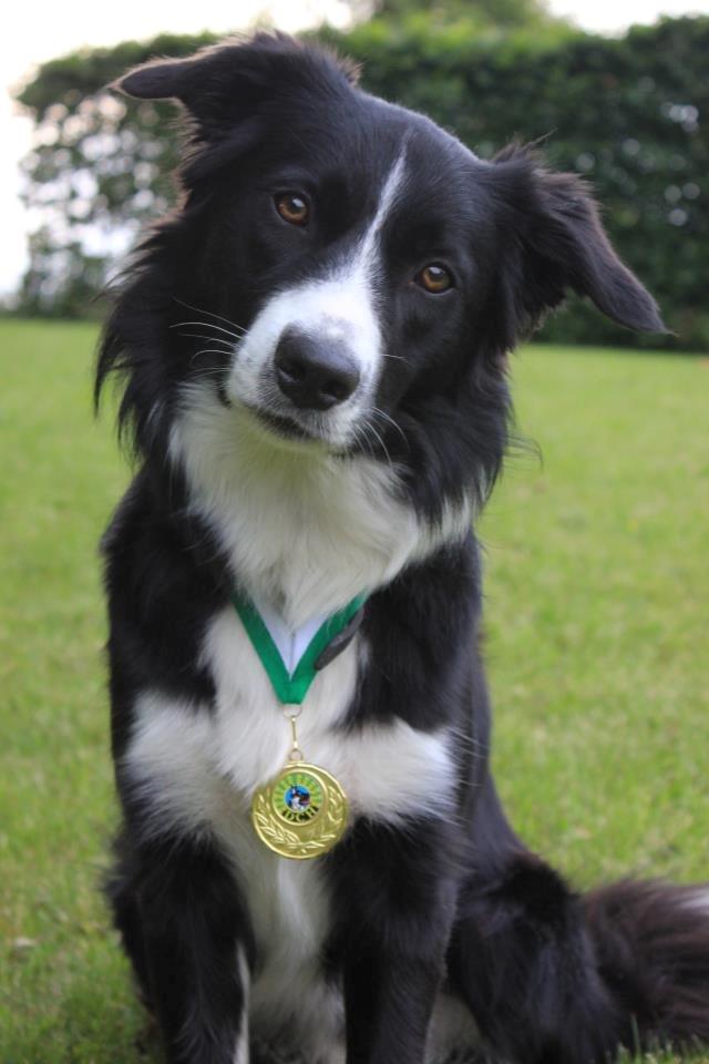 Border collie Bailey - Er den stolte hundeejer af Bailey, som vandt unghunde prøven med 78 point ud af 80 ;) billede 1