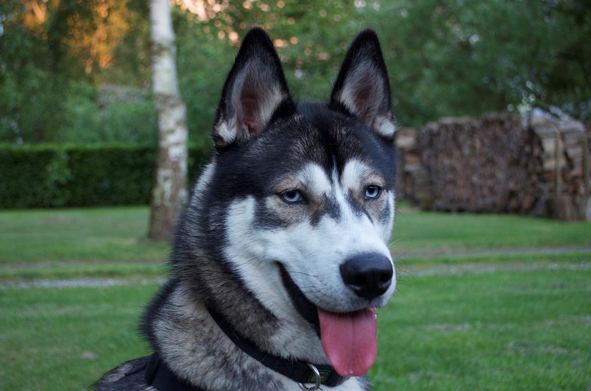 Siberian husky Neo (Setzoniaze's Runner of Jubilee)[Himmelhund] - 1 år billede 1