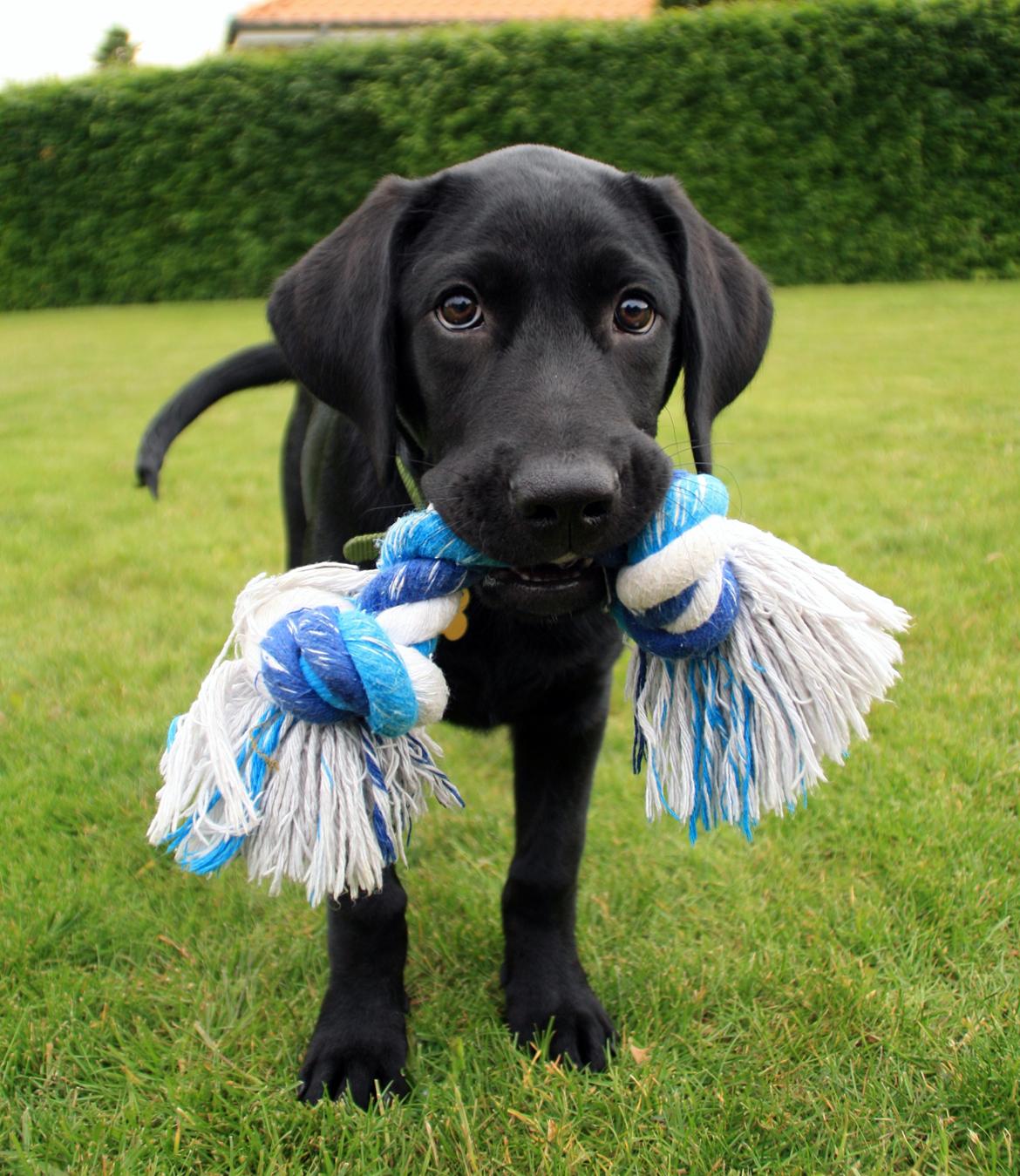 Labrador retriever Anton - Antons dejlige brune øjne, som bare smelter alles hjerter <3 
06/06-2012. billede 15