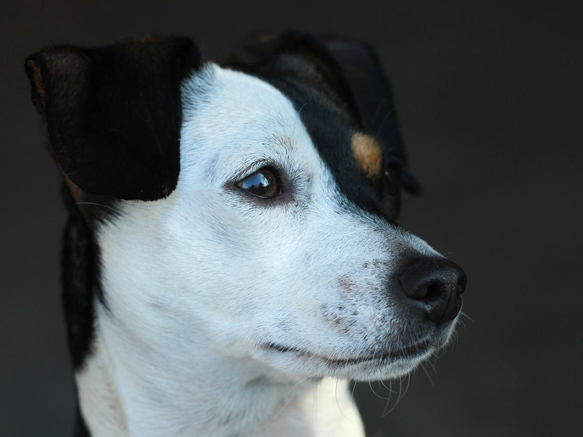 Dansk svensk gaardhund Dina - Jeg sidder lige og kigger ud af terrassedøren billede 17