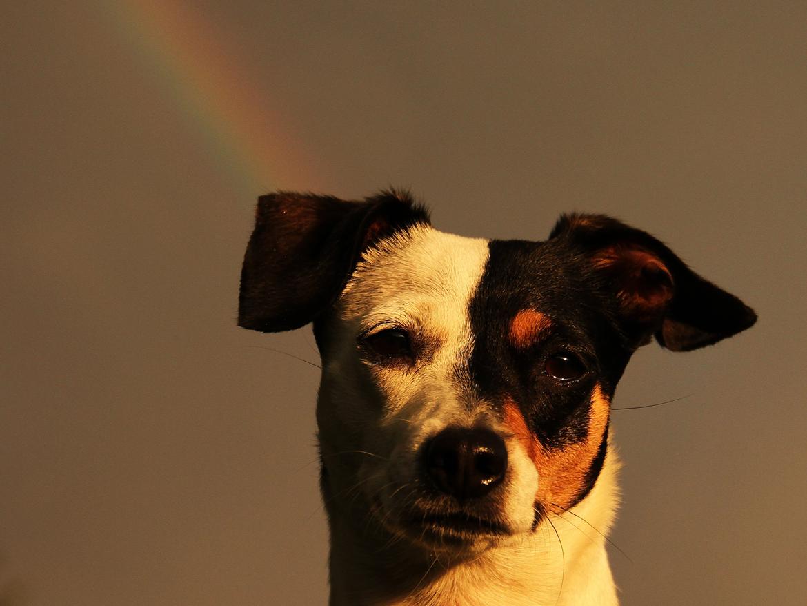 Dansk svensk gaardhund Dina - Der er guld, hvor regnbuen ender billede 20