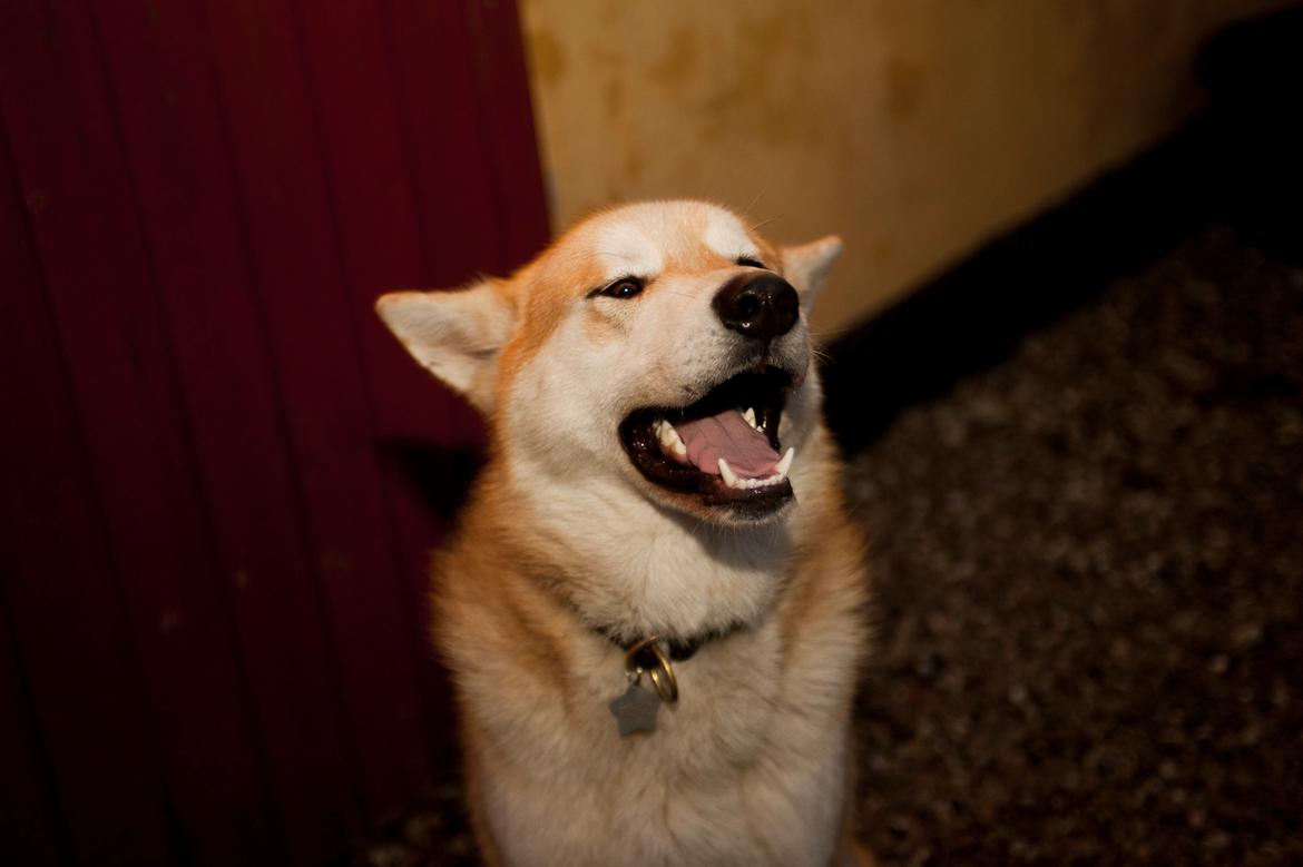 Alaskan malamute Frej billede 5