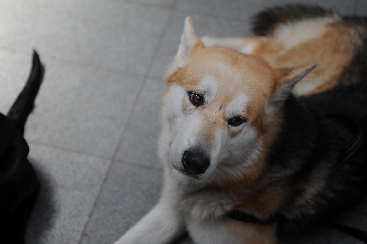 Alaskan malamute Frej billede 3