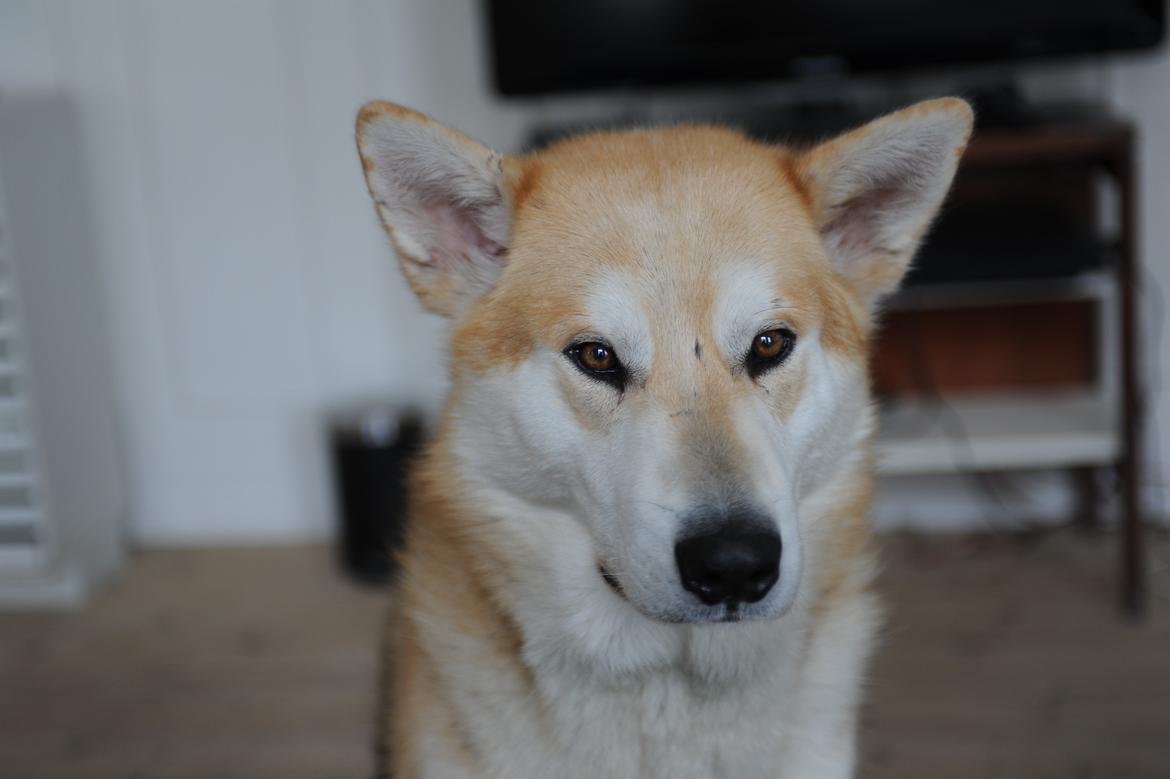 Alaskan malamute Frej billede 6