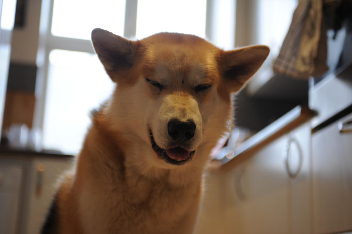 Alaskan malamute Frej billede 7