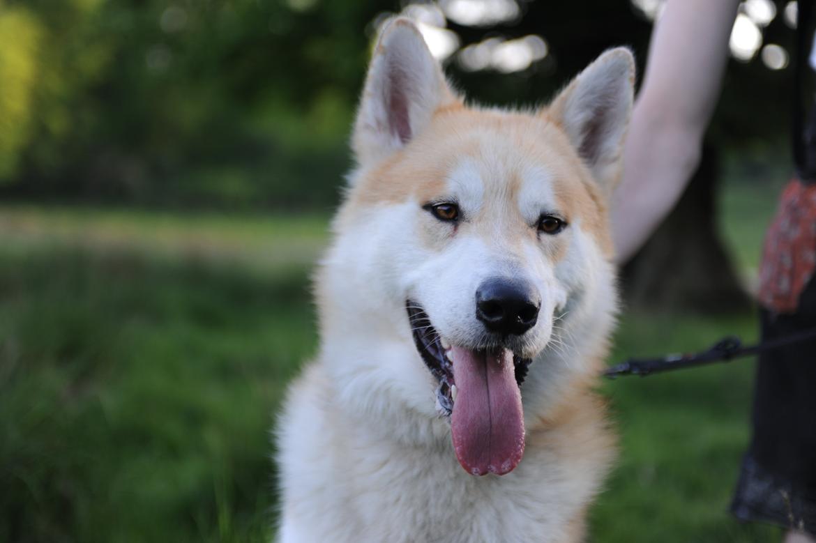 Alaskan malamute Frej billede 4