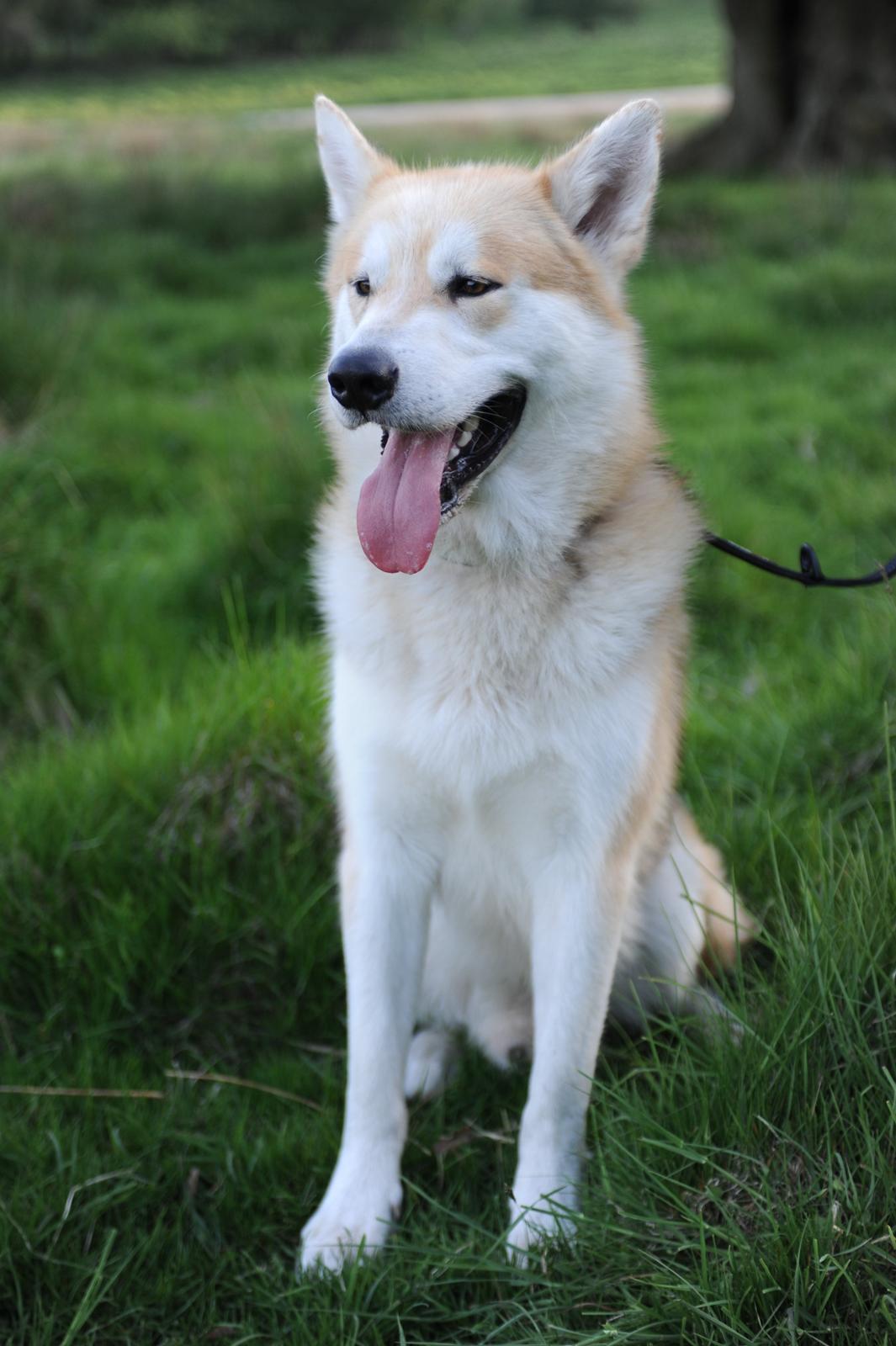 Alaskan malamute Frej billede 2