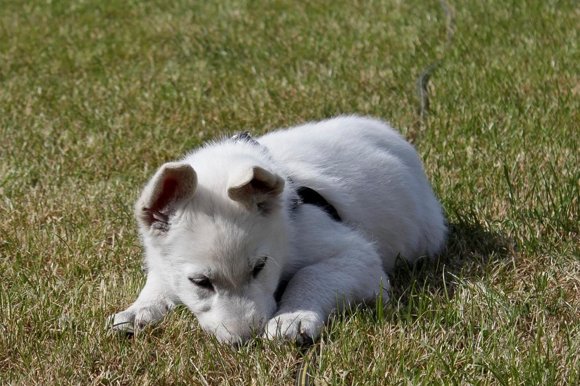 Hvid Schweizisk Hyrdehund Lobo - 8 uger billede 46