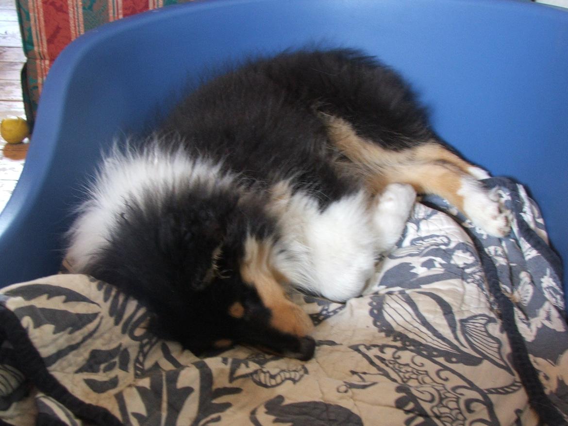 Collie langhåret Tvingsfields Dirty Diana (Belle) - En træt lille Belle :) billede 7