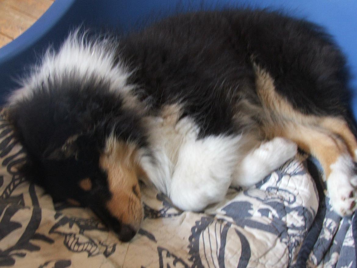 Collie langhåret Tvingsfields Dirty Diana (Belle) billede 8