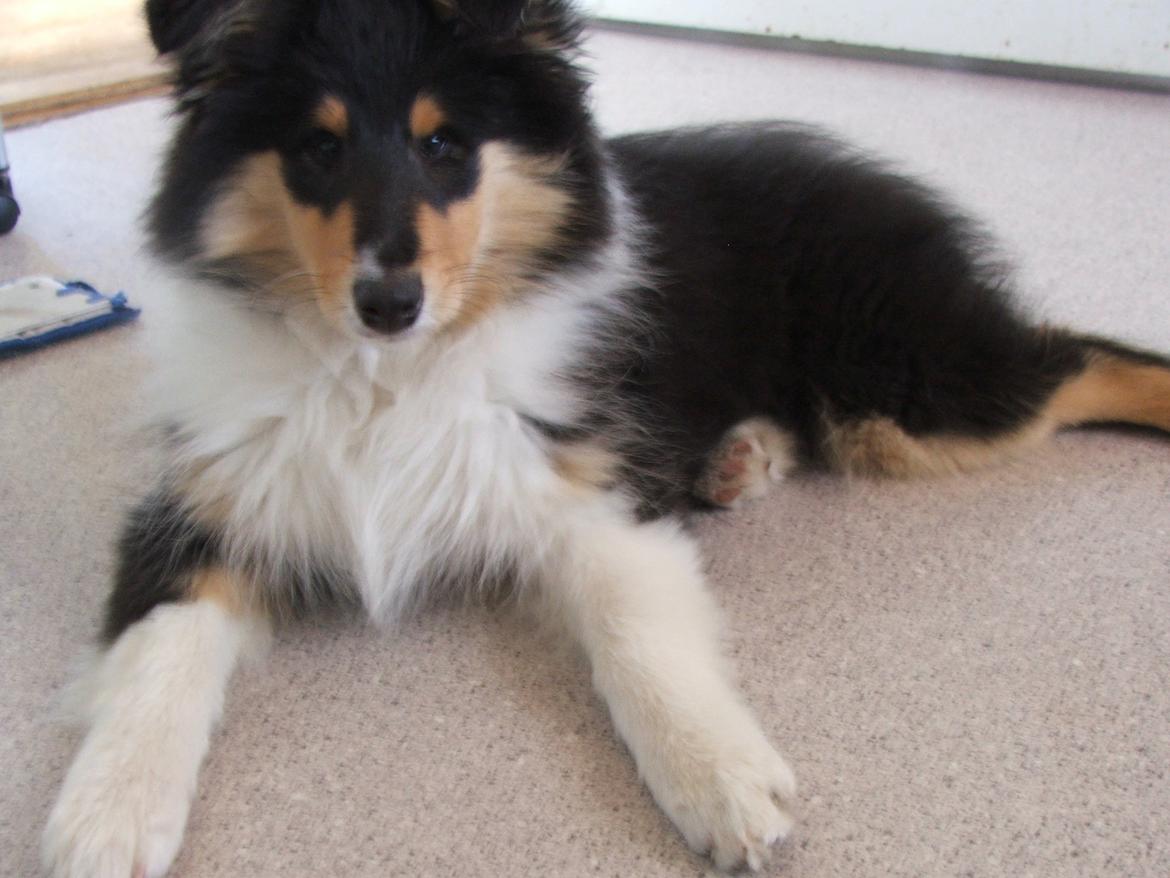 Collie langhåret Tvingsfields Dirty Diana (Belle) - Så er jeg 12 uger i dag d. 2/6 - 2012 :) billede 9