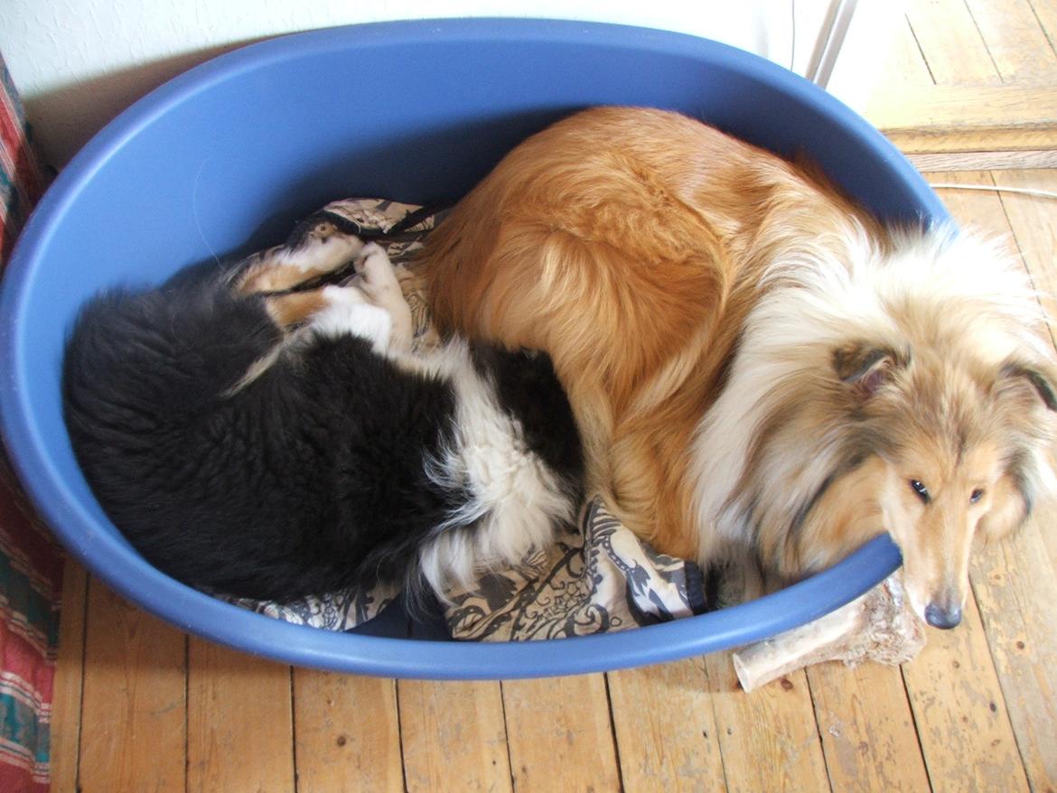Collie langhåret Tvingsfields Dirty Diana (Belle) - Belle elsker at sove hos Aiko, så må vi se hvornår  der ikke er plads til hende mere :) før hun må sove i hendes egen kurv :( Hehe billede 10