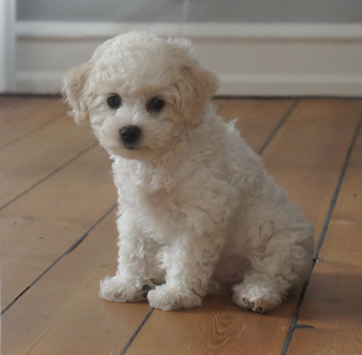 Bichon à poil frisé Tinghøj´s Danish Tasteful Tess - kaldes Candy billede 1