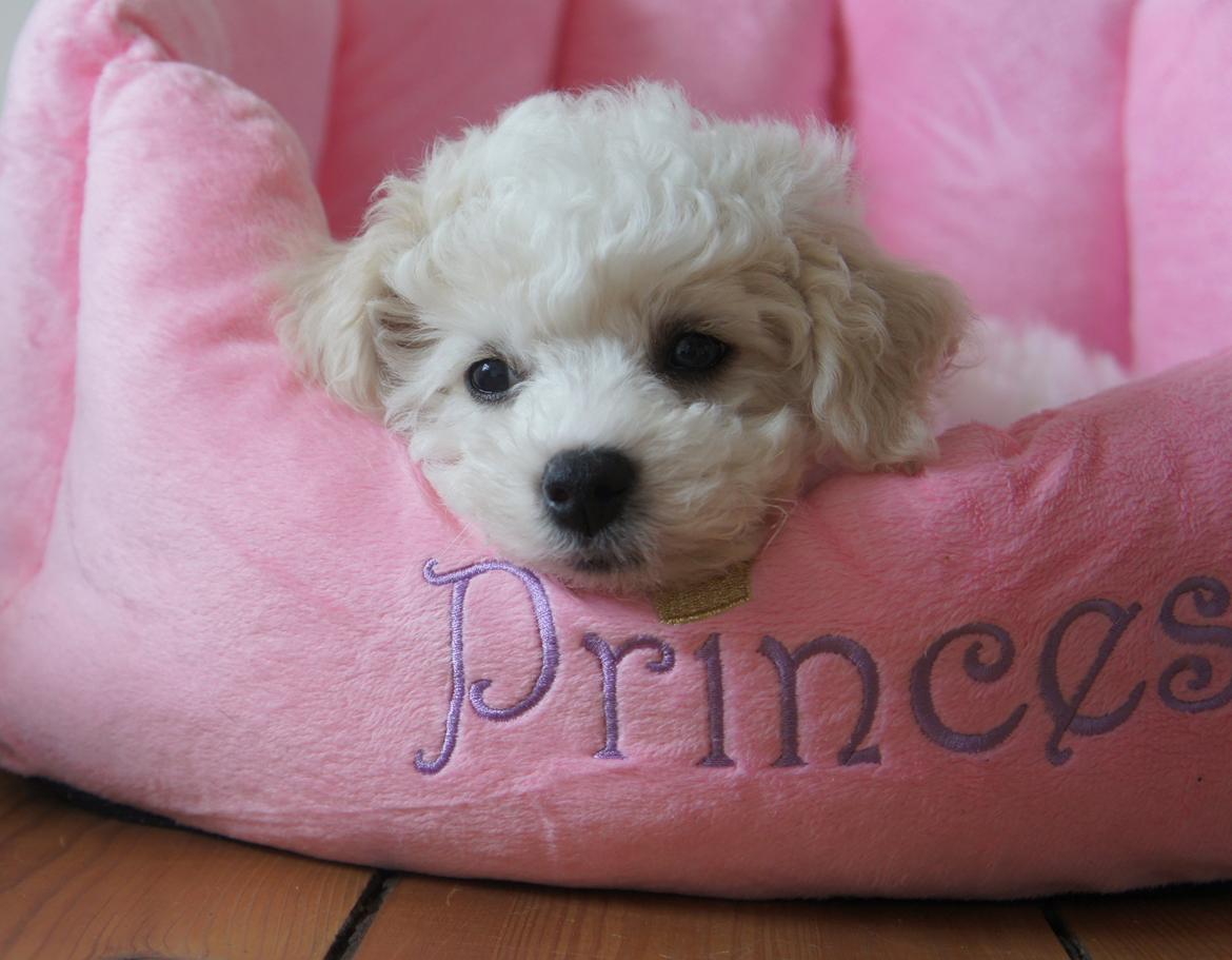 Bichon à poil frisé Tinghøj´s Danish Tasteful Tess - kaldes Candy billede 2