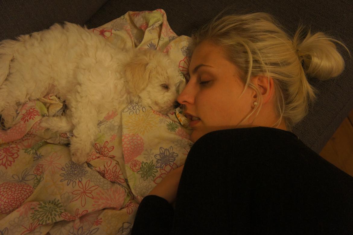 Bichon à poil frisé Tinghøj´s Danish Tasteful Tess - kaldes Candy billede 3