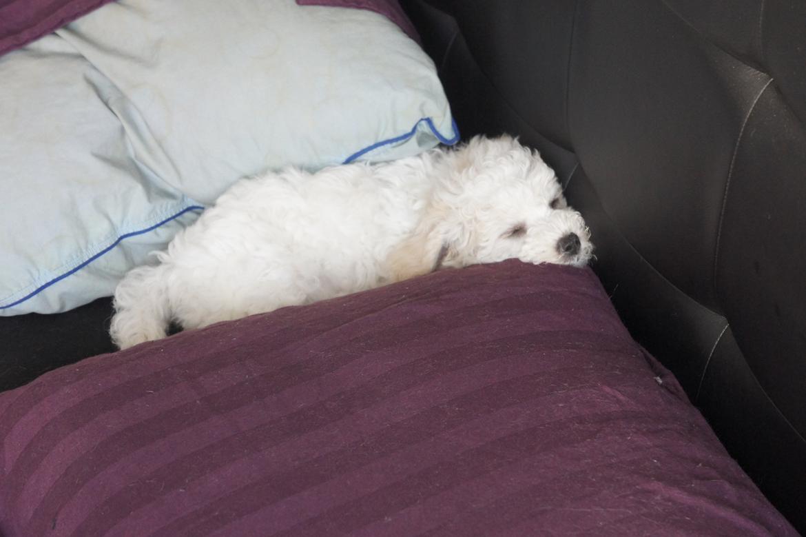 Bichon à poil frisé Tinghøj´s Danish Tasteful Tess - kaldes Candy billede 4