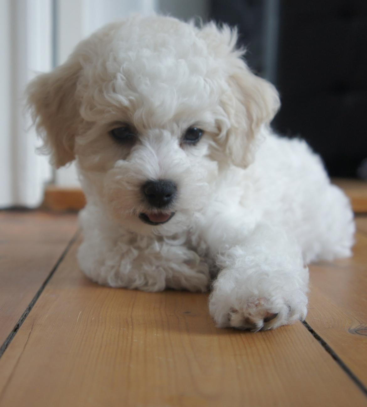 Bichon à poil frisé Tinghøj´s Danish Tasteful Tess - kaldes Candy billede 5