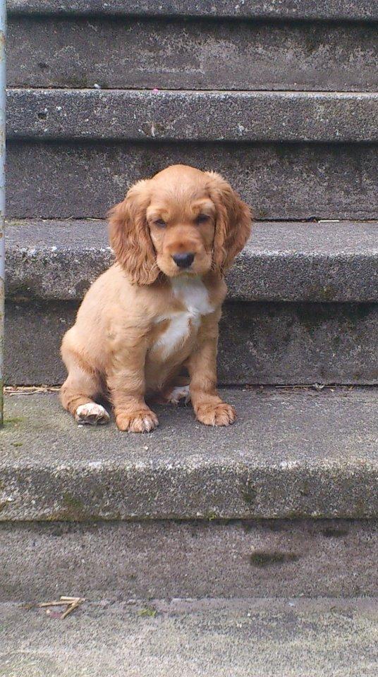 Cocker spaniel Freja billede 10