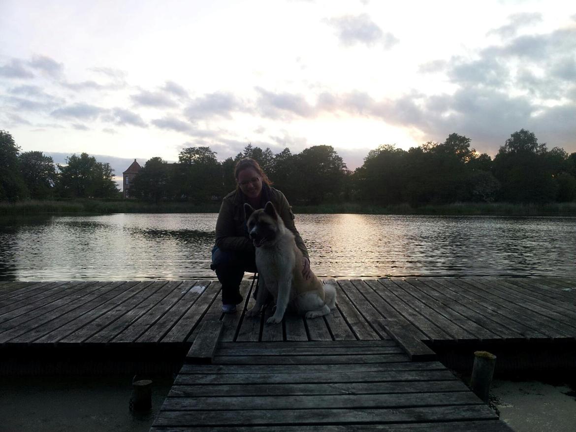 American Akita Senseo When I grow up *Fiona* billede 11