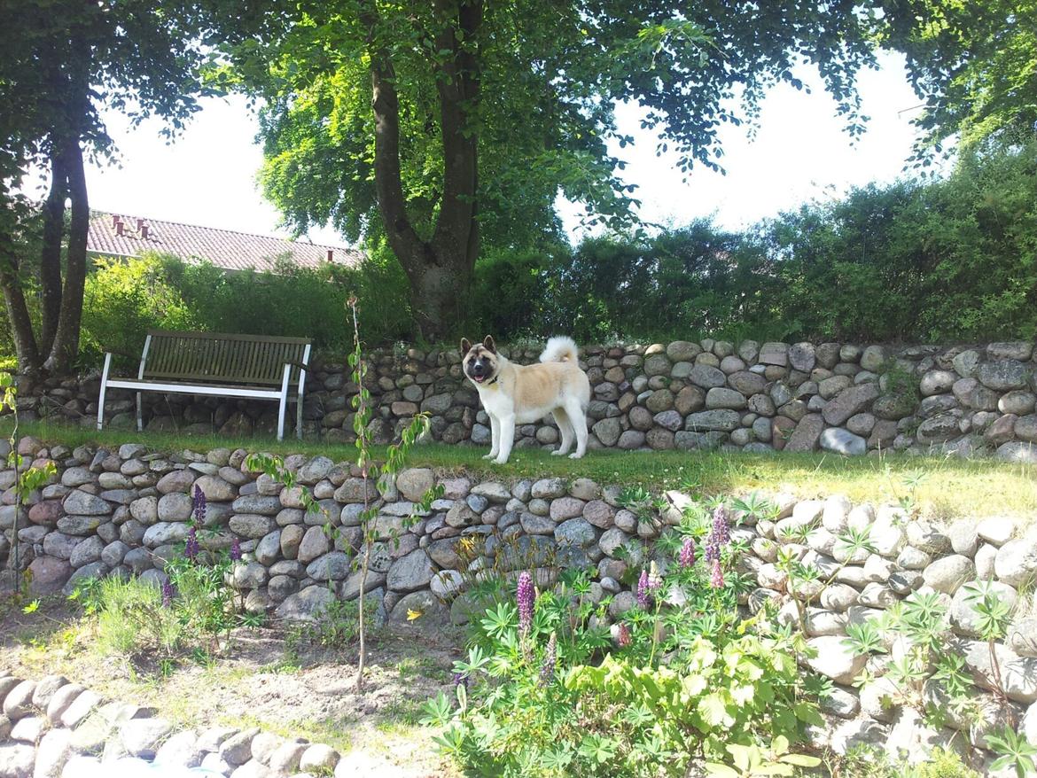 American Akita Senseo When I grow up *Fiona* billede 12