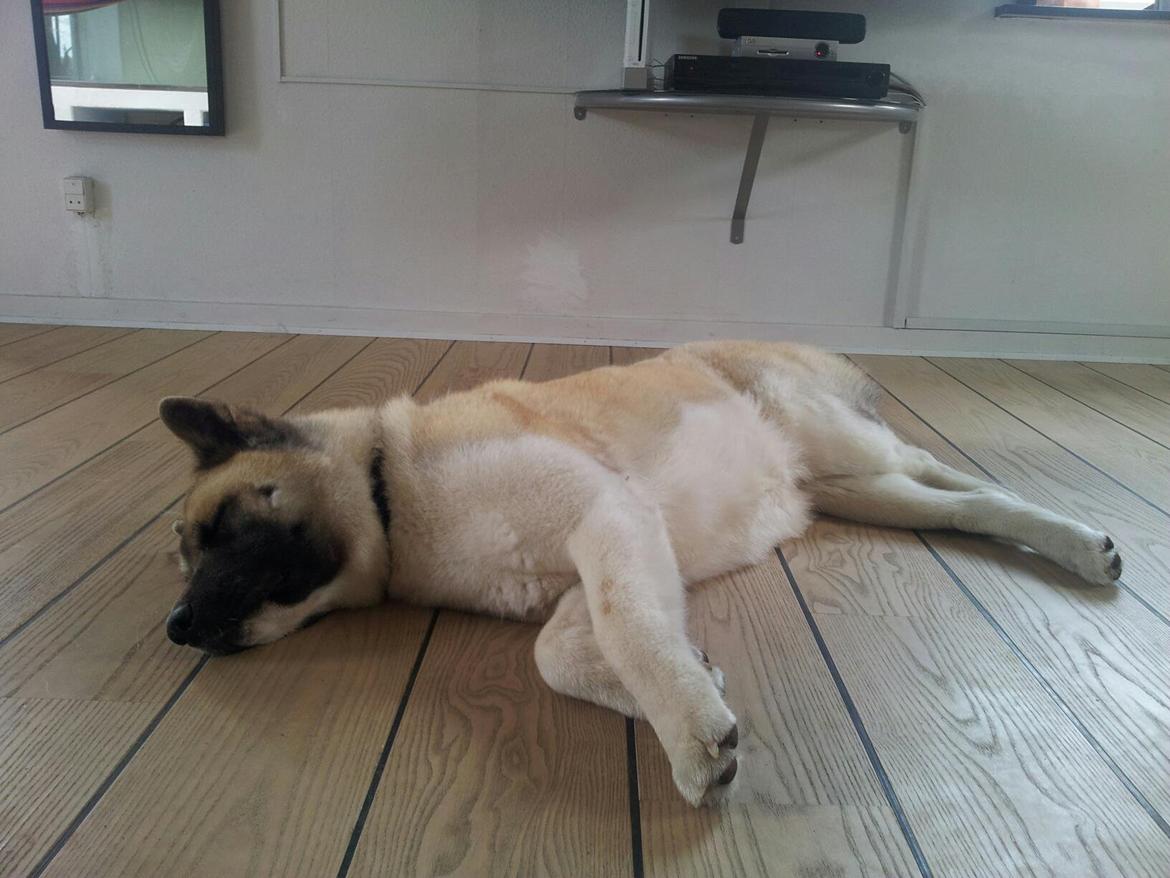 American Akita Senseo When I grow up *Fiona* - Det er hårdt at være hund billede 10