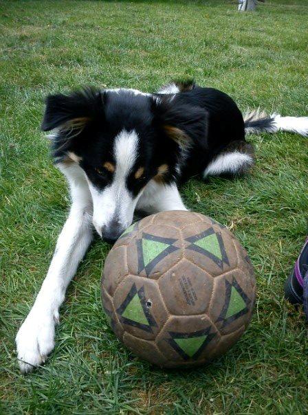 Border collie Kiwi - Min elskede fodbold :D billede 2