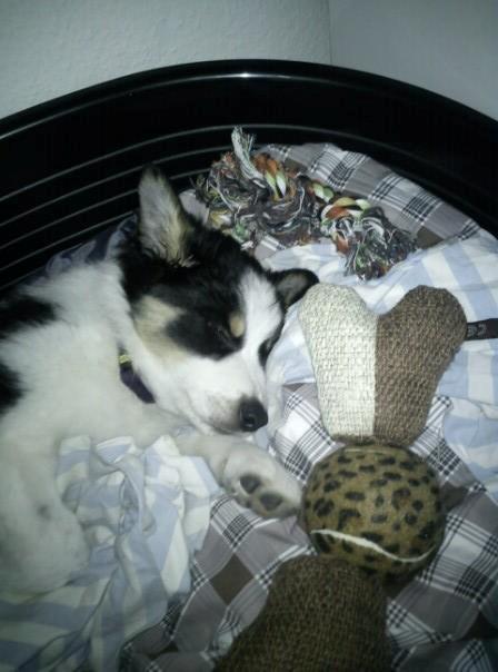 Border collie Kiwi - Sov sødt Kiwi.. :) Med hans sutteklud :D billede 3