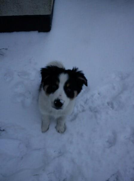 Border collie Kiwi - Det er sjovt at være ude i sneen :D billede 4