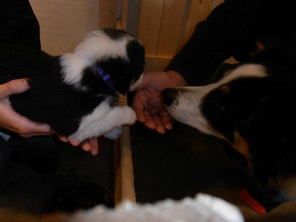 Border collie Kiwi - Kiwi der hilser på sin lillebror :D billede 5