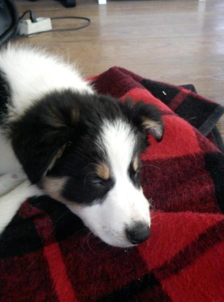 Border collie Kiwi - Sov sødt min dreng :D billede 6