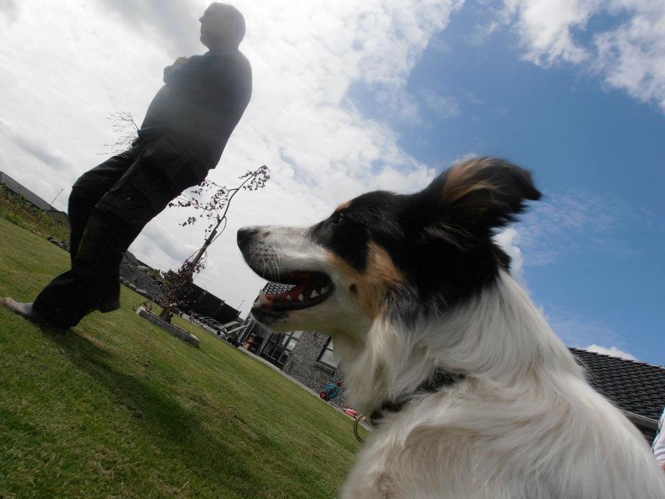 Border collie Kiwi - Kiwi der holder øje med sin mor og far :) billede 7