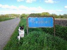 Border collie Kiwi - Kiwi på landet :D billede 8