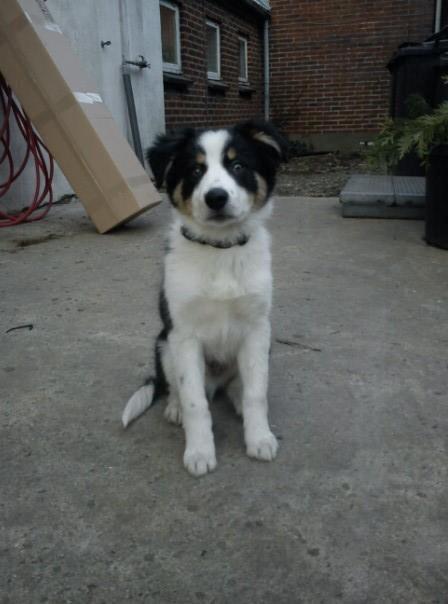 Border collie Kiwi - Selvsikker hund :P billede 9