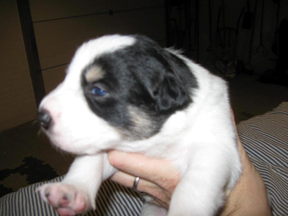 Border collie Kiwi - Lige fået øjne :D billede 10