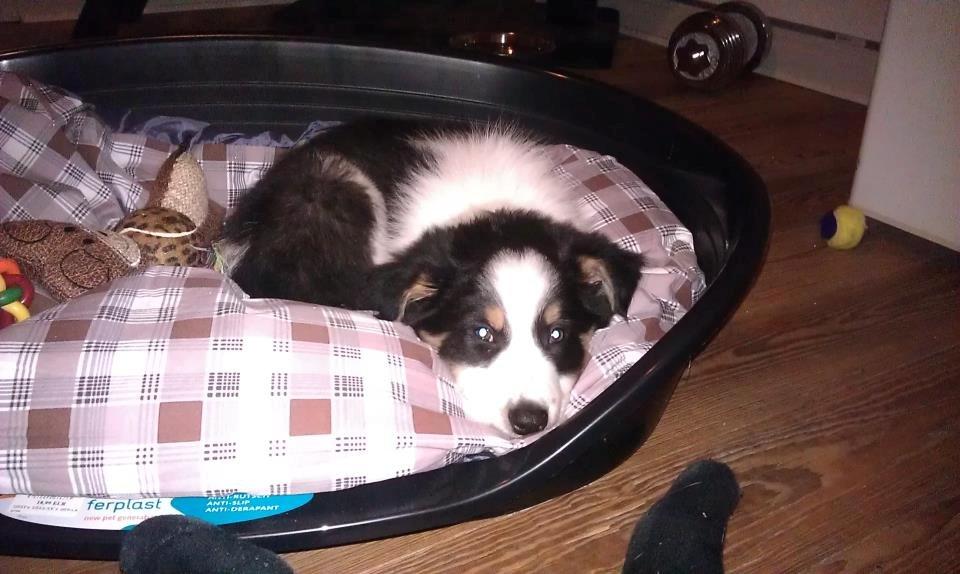 Border collie Kiwi - Kiwi lige andet kommet hjem til os :D billede 11