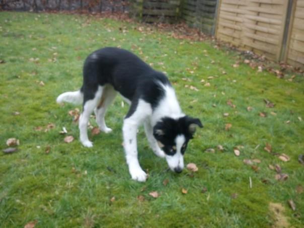 Border collie Kiwi - Vent lige.. Der lugter af noget her :) billede 12