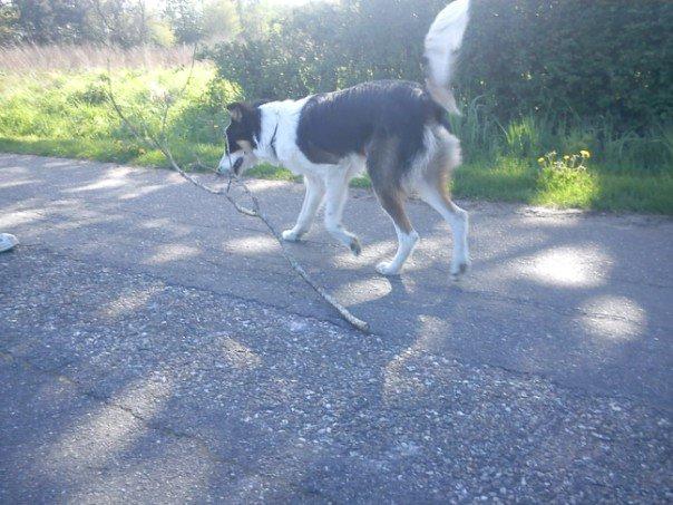 Border collie Kiwi - Den her skal vi have med :D billede 13