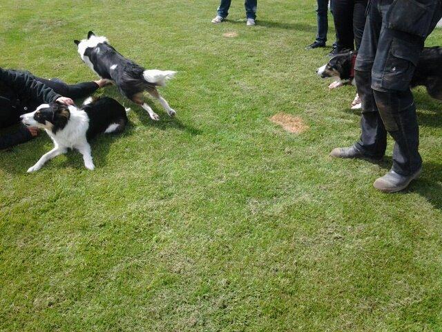 Border collie Kiwi - Kiwi på besøg hos hans far og mor :D billede 15
