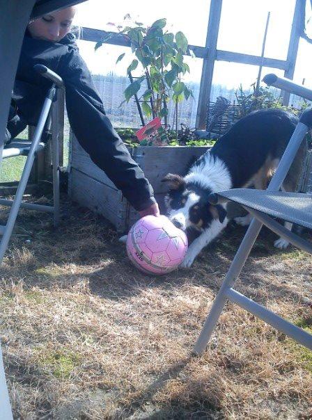 Border collie Kiwi - Kiwi elsker at lege med en fodbold :D billede 16