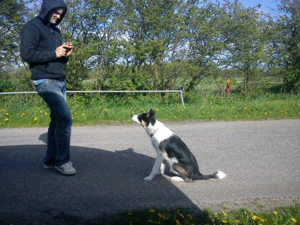 Border collie Kiwi - En sidder pænt, så tag nu det billede :P billede 17